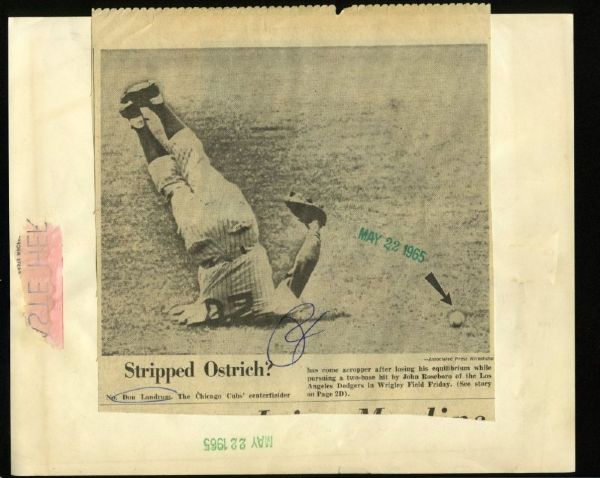 DON LANDRUM's Ostrich Impression 1965 Chicago Cubs Vintage News Wire Photo