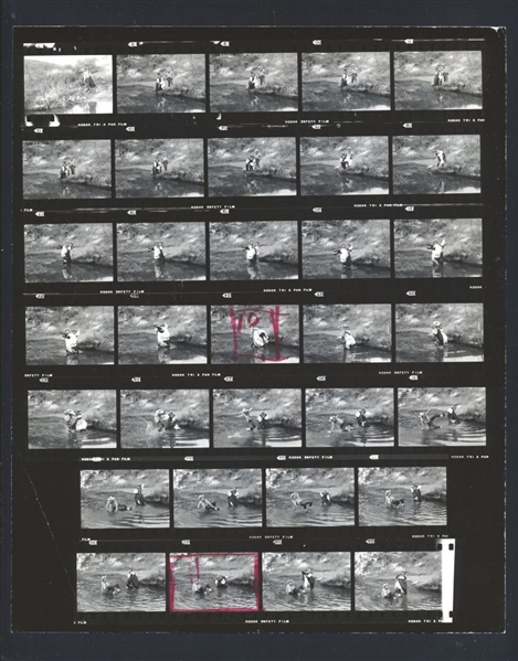 1960s MARTY INGELS & JOYCE JAMESON Original Contact Sheet Photo (33 Frames) gp